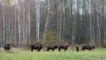 Брянская Область Животные