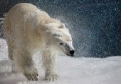 Белый медведь в зоопарке Сен-Фелисьен в Канаде